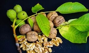 گردو؛ سپر طبیعی بدن در برابر التهاب و پیری سلولی