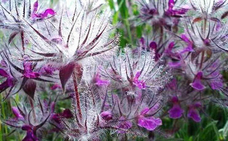 چای کوهی چه خواصی دارد و برای درمان چه بیماری‌هایی استفاده می‌شود؟