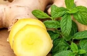 زنجبیل یا نعناع؛ کدام یک برای رفع حالت تهوع بهتر است؟