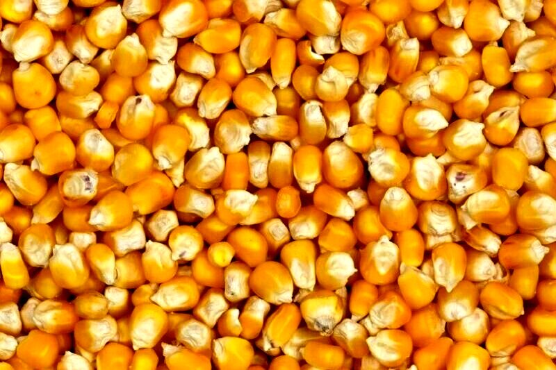 ۳ روش نگهداری ذرت پخته در یخچال و فریزر