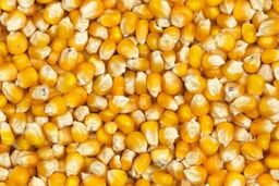 ۳ روش نگهداری ذرت پخته در یخچال و فریزر
