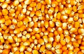 ۳ روش نگهداری ذرت پخته در یخچال و فریزر