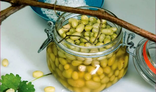 طرز تهیه ترشی غوره؛ ترشی خوشمزه فصل تابستان