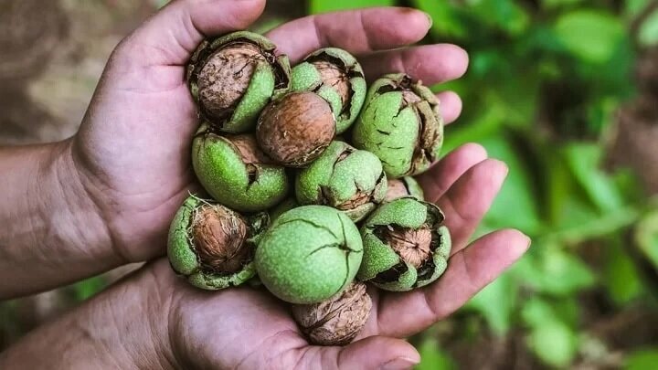 خوردن گردو در شب چه خواصی دارد؟ ؛ از تنظیم قند خون تا تقویت استخوان ها