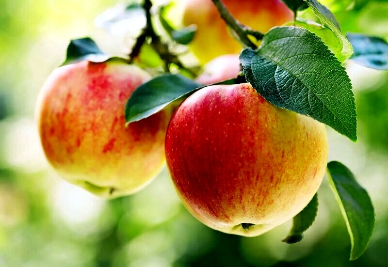۱۰ فایده ناشناخته سیب برای سلامتی